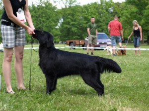 bibi-10-mesicu-cajc-hluboka--specialni-vystava-retrievru-kchls-2009.jpg